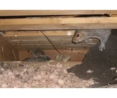 Trapping is the best way to get rid of Squirrels | free-classifieds-usa.com - 4