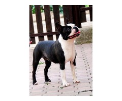 Boston terrier puppies  | free-classifieds-usa.com - 1