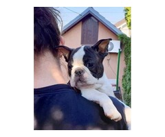 Boston terrier puppies  | free-classifieds-usa.com - 3
