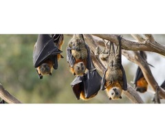 Remove Bats in the House | free-classifieds-usa.com - 1