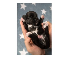Havanese bichon puppies | free-classifieds-usa.com - 4