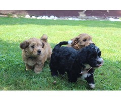 Havanese bichon puppies | free-classifieds-usa.com - 3