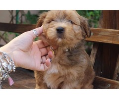 Havanese bichon puppies | free-classifieds-usa.com - 4