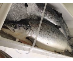 Fresh Frozen Salmon/Salmon Fish Fillets | free-classifieds-usa.com - 1