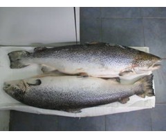 High Quality Fresh Frozen Atlantic Salmon Fish | free-classifieds-usa.com - 1
