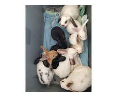 Bunny's for sale | free-classifieds-usa.com - 1