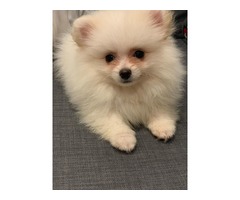 Pomeranian Puppy | free-classifieds-usa.com - 1