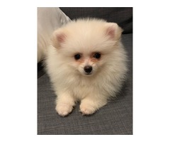 Pomeranian Puppy | free-classifieds-usa.com - 2