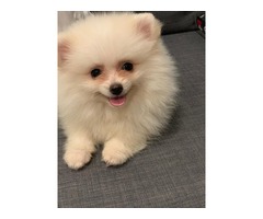 Pomeranian Puppy | free-classifieds-usa.com - 3