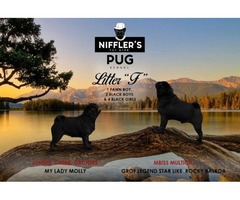 Pug puppies | free-classifieds-usa.com - 1