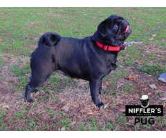 Pug puppies | free-classifieds-usa.com - 4