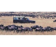 Safari to Africa | free-classifieds-usa.com - 1
