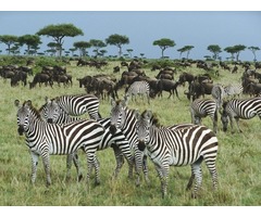 Safari to Africa | free-classifieds-usa.com - 2