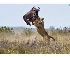 Safari to Africa | free-classifieds-usa.com - 3