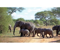 Safari to Africa | free-classifieds-usa.com - 4