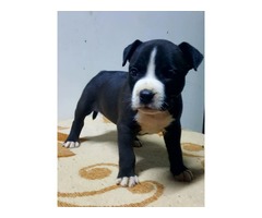 American staffordshire terrier puppies | free-classifieds-usa.com - 1