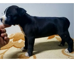 American staffordshire terrier puppies | free-classifieds-usa.com - 2