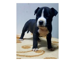 American staffordshire terrier puppies | free-classifieds-usa.com - 3