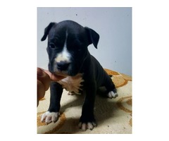 American staffordshire terrier puppies | free-classifieds-usa.com - 4