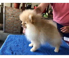 Pomeranian puppies | free-classifieds-usa.com - 1