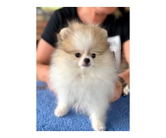 Pomeranian puppies | free-classifieds-usa.com - 2