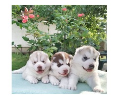Siberian husky puppies | free-classifieds-usa.com - 1