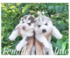 Siberian husky puppies | free-classifieds-usa.com - 2