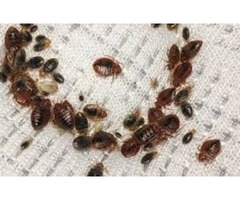 Get Bed Bug Heat Extermination Services in The Riverside Areas | free-classifieds-usa.com - 1