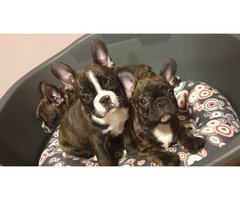 French bulldog puppies | free-classifieds-usa.com - 1