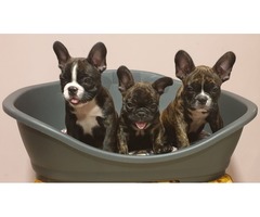 French bulldog puppies | free-classifieds-usa.com - 2