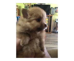 AKC Pomeranian Puppies  | free-classifieds-usa.com - 2