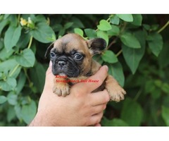 French bulldog puppies | free-classifieds-usa.com - 3
