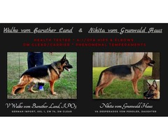 German Shepherd Puppies | free-classifieds-usa.com - 1