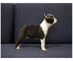 Boston terrier puppies | free-classifieds-usa.com - 2
