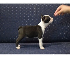 Boston terrier puppies | free-classifieds-usa.com - 4