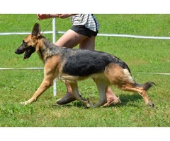 German Shepherd Pups | free-classifieds-usa.com - 3