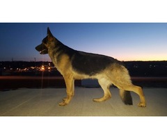 German Shepherd Pups | free-classifieds-usa.com - 4