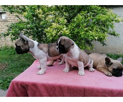 French bulldog puppies  | free-classifieds-usa.com - 1