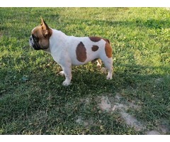 French bulldog puppies  | free-classifieds-usa.com - 3