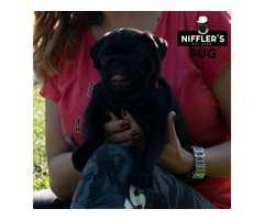 Pug puppies | free-classifieds-usa.com - 1