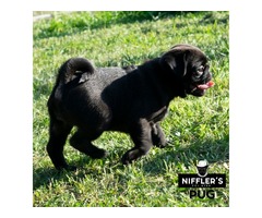 Pug puppies | free-classifieds-usa.com - 2