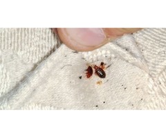 Bedbug Treatment Queens | free-classifieds-usa.com - 2