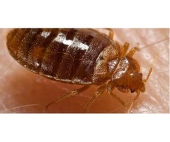 Bedbug Treatment Queens | free-classifieds-usa.com - 3