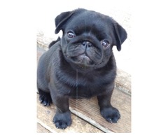 Pug puppy for sale | free-classifieds-usa.com - 3