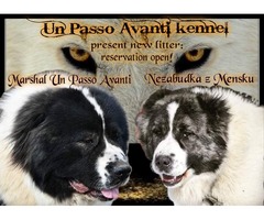 Caucasian Shepherd Dog puppies | free-classifieds-usa.com - 1