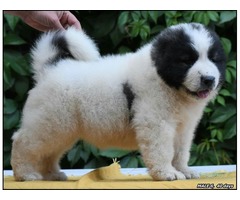 Caucasian Shepherd Dog puppies | free-classifieds-usa.com - 2