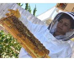 Professional Honey Bee Hive Removal in Fairbanks Ranch CA | free-classifieds-usa.com - 1