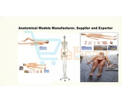 Biological models are experimental systems manufacturer, exporter | free-classifieds-usa.com - 4