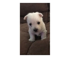 West Highland Terrier White | free-classifieds-usa.com - 1