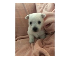 West Highland Terrier White | free-classifieds-usa.com - 2